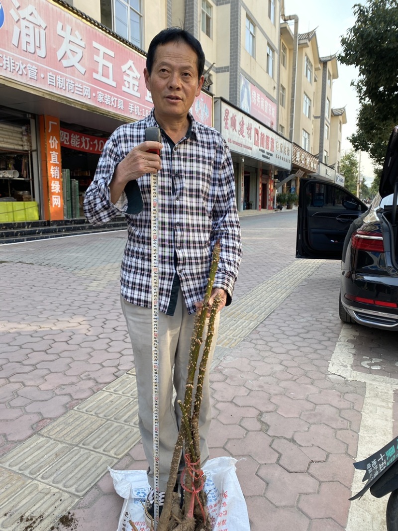 刺老包，刺嫩芽，树头菜，原产地供应，不零售