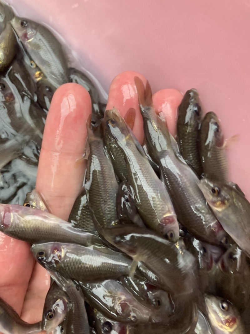 【禾花鲤苗】禾花鱼苗乌鲤苗苗场直供好养周期快