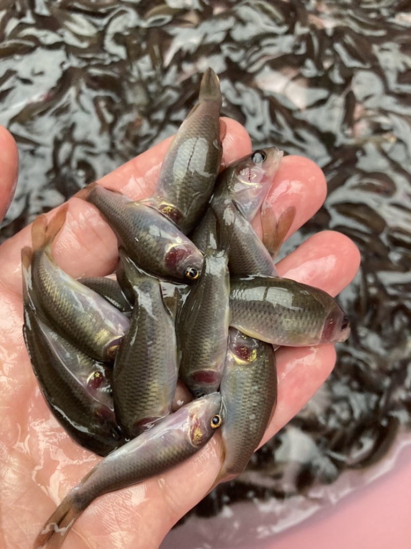 【禾花鲤苗】禾花鱼苗乌鲤苗苗场直供好养周期快