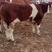 四代西门塔尔牛，肉牛养殖基地，纯种利木赞牛犊，夏洛莱牛。