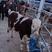四代西门塔尔牛，肉牛养殖基地，纯种利木赞牛犊，夏洛莱牛。