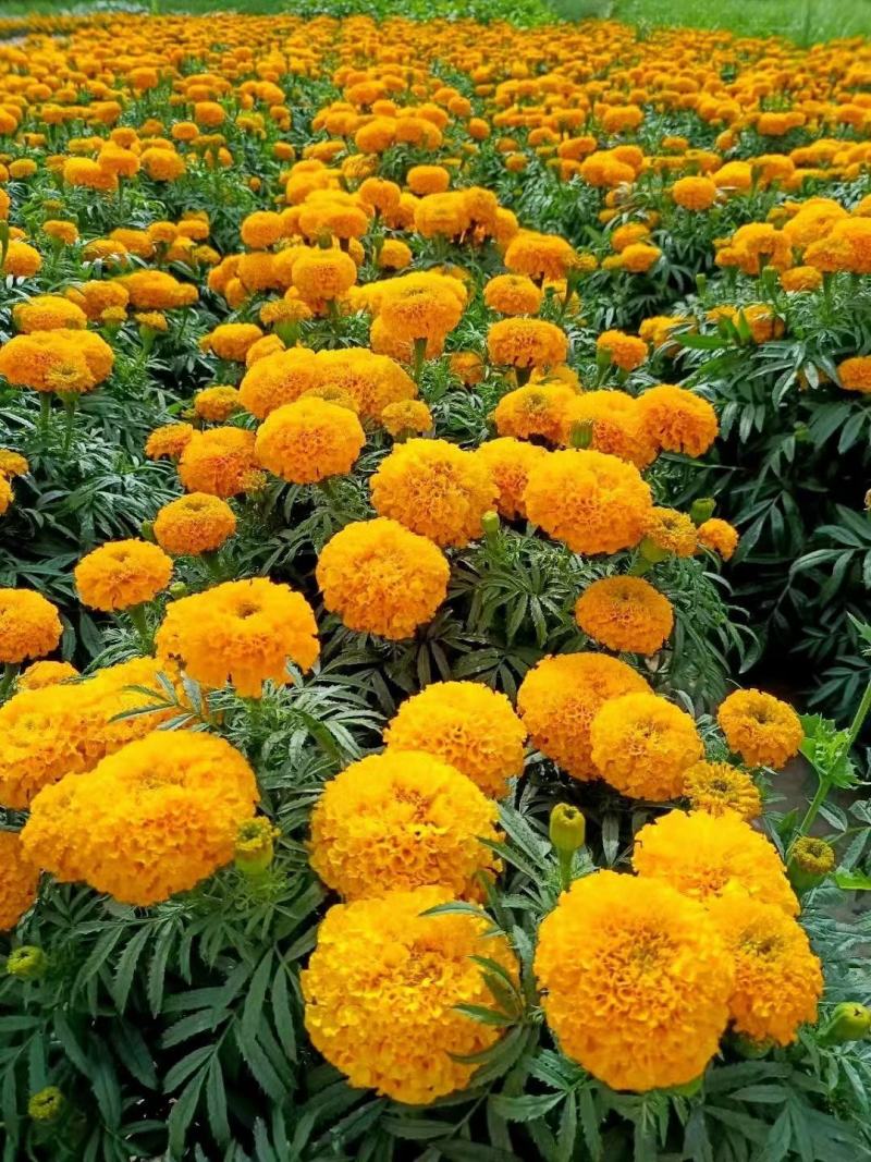 万寿菊万寿菊基地花大有香味持续时间长诚信经营