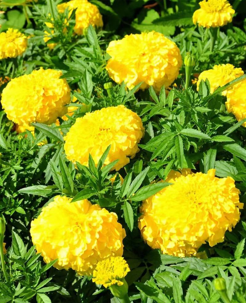 万寿菊万寿菊基地花大有香味持续时间长诚信经营