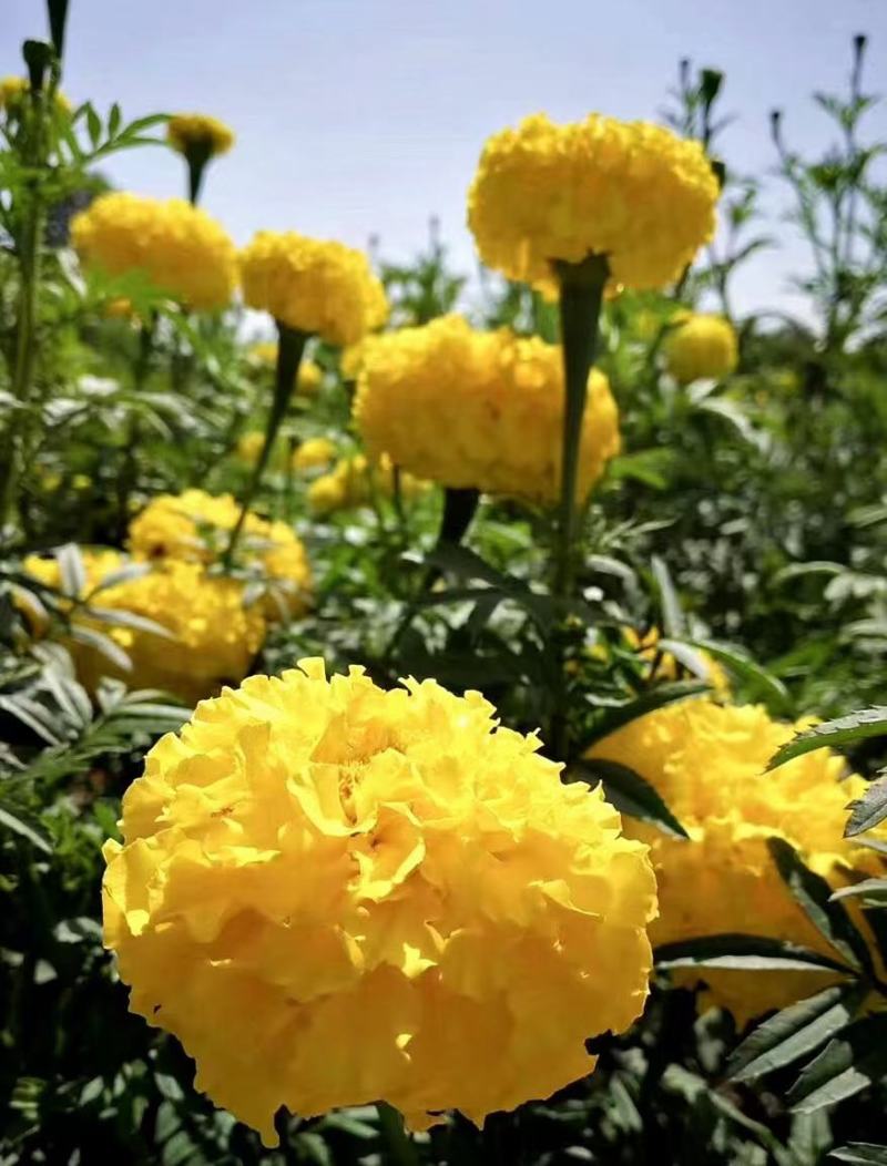 万寿菊万寿菊基地花大有香味持续时间长诚信经营