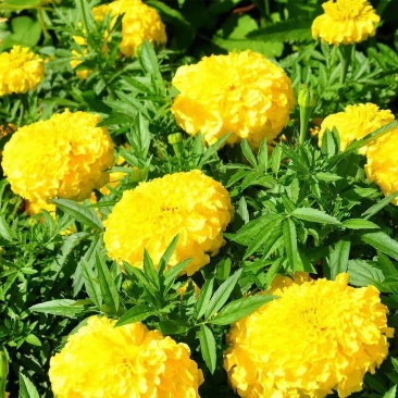 万寿菊万寿菊基地花大有香味持续时间长诚信经营