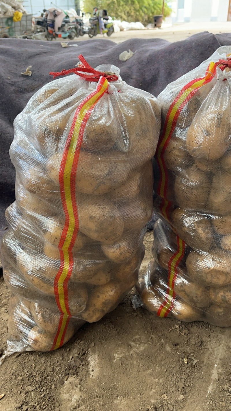 V7土豆，荷兰十五