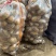 V7土豆，荷兰十五