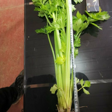 芹菜上市了，欢迎采购