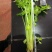 芹菜上市了，欢迎采购