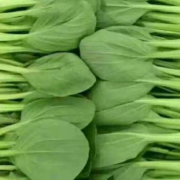 上海青青梗菜小青菜油菜产地直发货源充足电商食堂