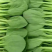 上海青青梗菜小青菜油菜产地直发货源充足电商食堂