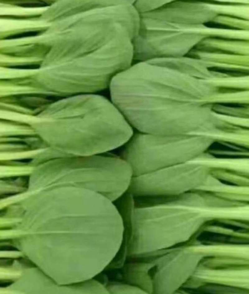 上海青青梗菜小青菜油菜产地直发货源充足电商食堂