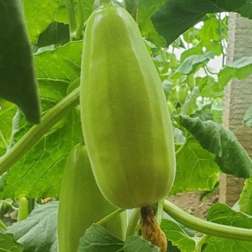 [精品]菜瓜，大量供应中，产地直发，量大从优欢迎采购