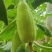 [精品]菜瓜，大量供应中，产地直发，量大从优欢迎采购