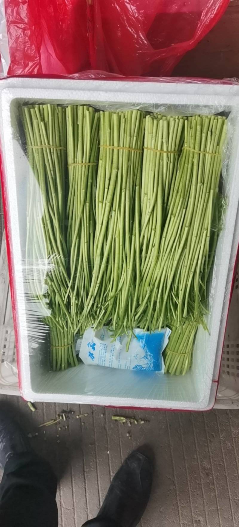 精品芦蒿