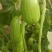 [精品]菜瓜，大量供应中，产地直发，量大从优欢迎采购