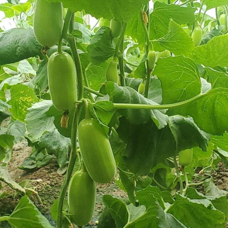 [精品]菜瓜，大量供应中，产地直发，量大从优欢迎采购