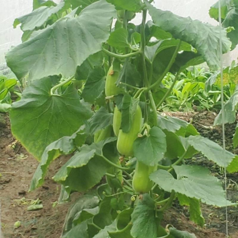 [精品]菜瓜，大量供应中，产地直发，量大从优欢迎采购