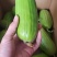 [精品]菜瓜，大量供应中，产地直发，量大从优欢迎采购