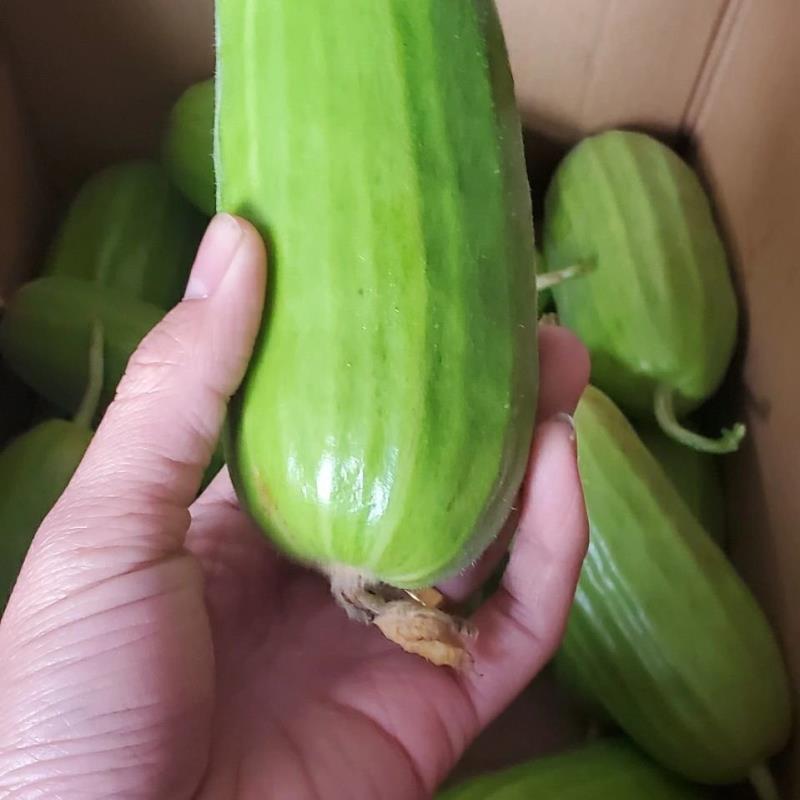[精品]菜瓜，大量供应中，产地直发，量大从优欢迎采购