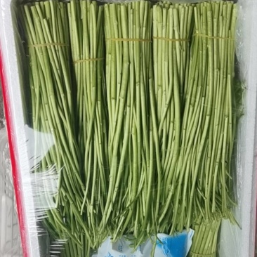 精品芦蒿