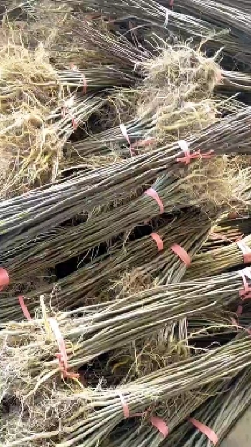 黄柏苗是中药材皮用去苦寒清热燥湿去火一手贷原大量出售