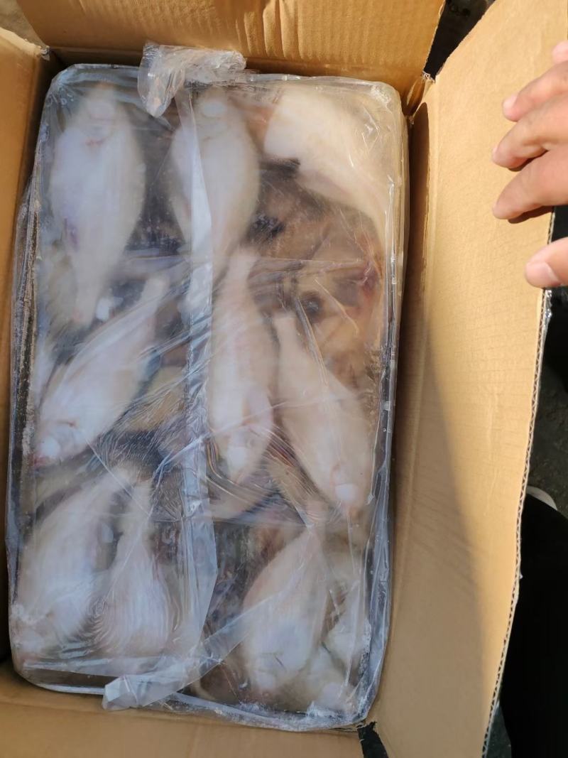 50/100克长脖，偏口鱼，个头匀称，真正的本地货
