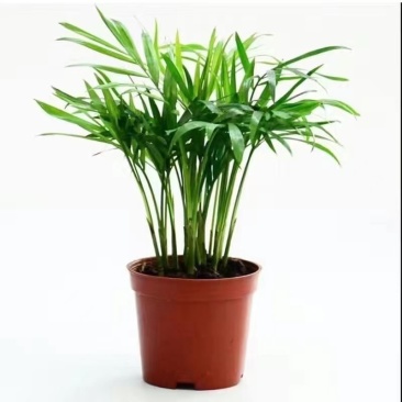 散尾葵盆栽凤尾竹苗大型绿植盆室内客厅栽夏威夷花卉植物吸甲
