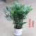 散尾葵盆栽凤尾竹苗大型绿植盆室内客厅栽夏威夷花卉植物吸甲