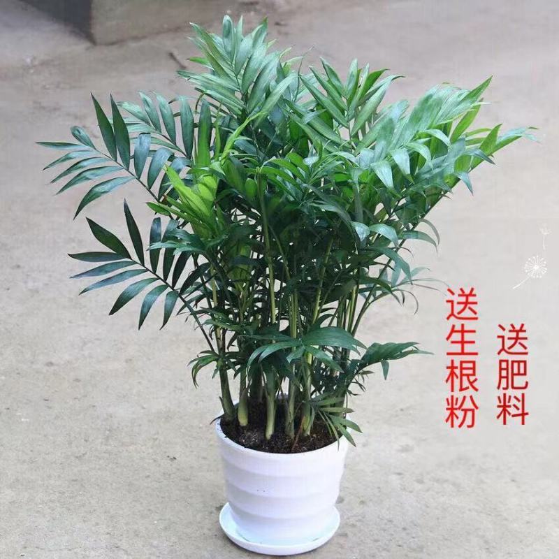 散尾葵盆栽凤尾竹苗大型绿植盆室内客厅栽夏威夷花卉植物吸甲