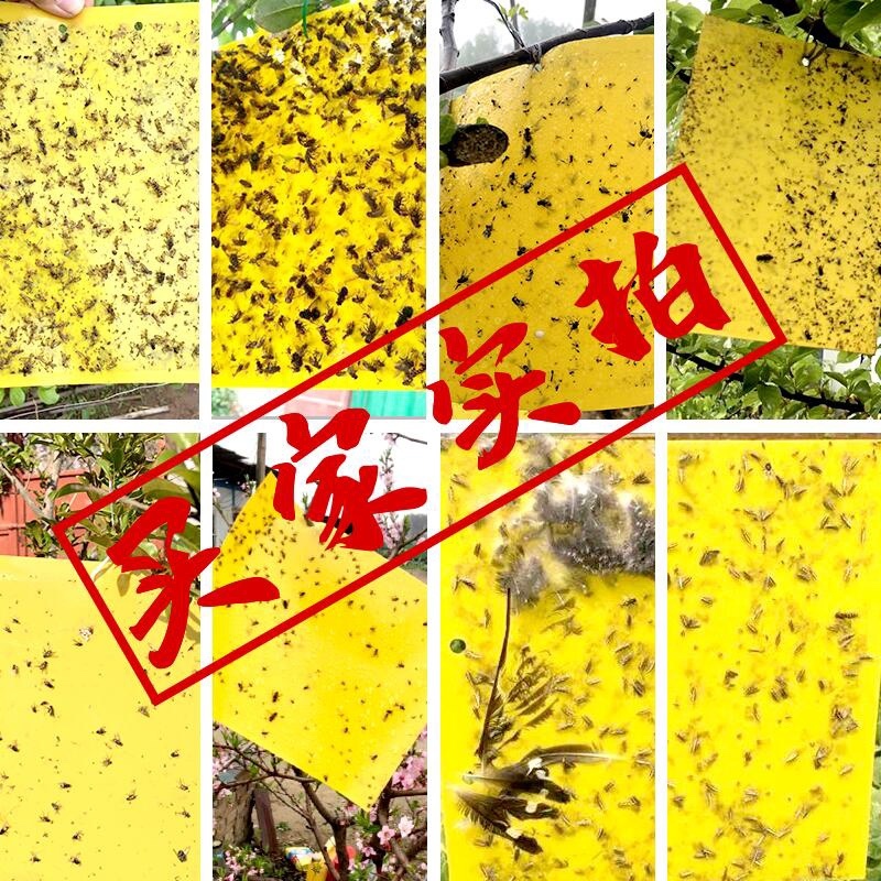 双面防水粘虫板诱虫板黄板果园大棚小黑飞粘板蓝板粘蓟马