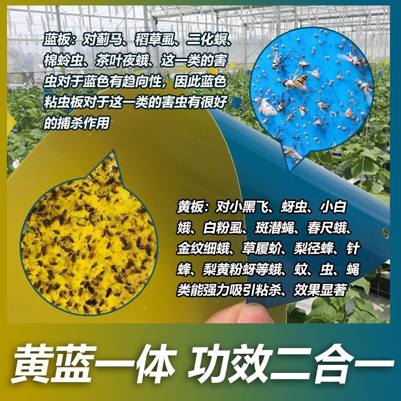 双面防水粘虫板诱虫板黄板果园大棚小黑飞粘板蓝板粘蓟马