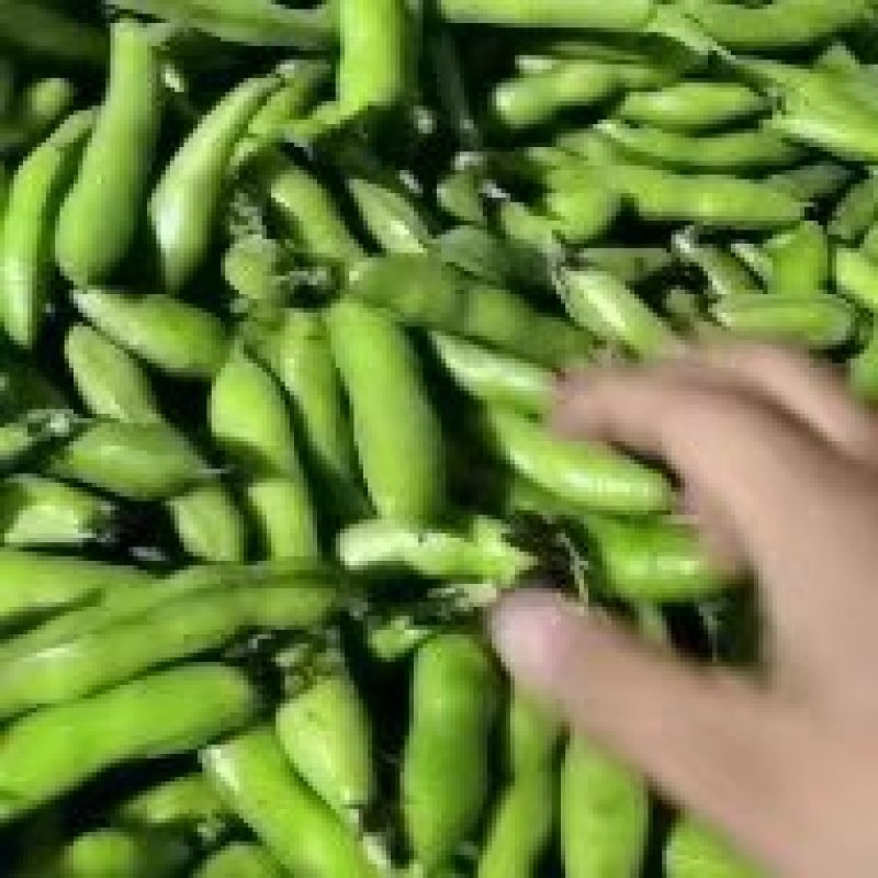 四川大白蚕豆，大量上市蚕豆货源充大小车可成都接货全国客商