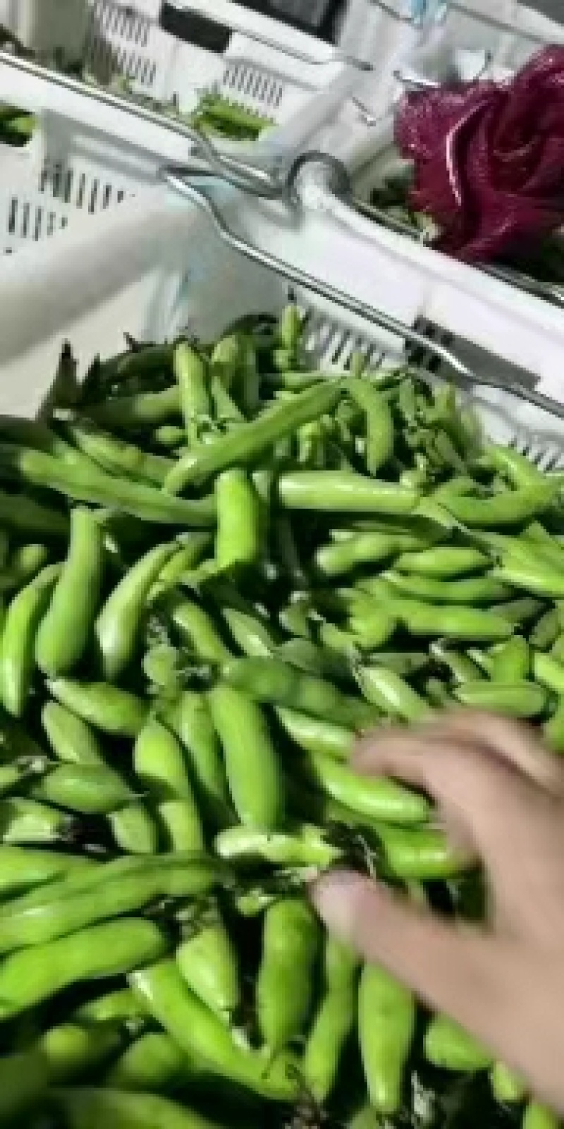 四川大白蚕豆，大量上市蚕豆货源充大小车可成都接货全国客商