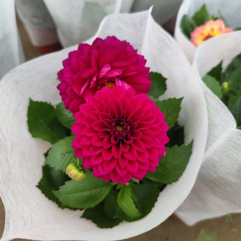 小丽花盆栽小丽菊花苗阳台庭院花卉植物大丽花多年生绿植带花