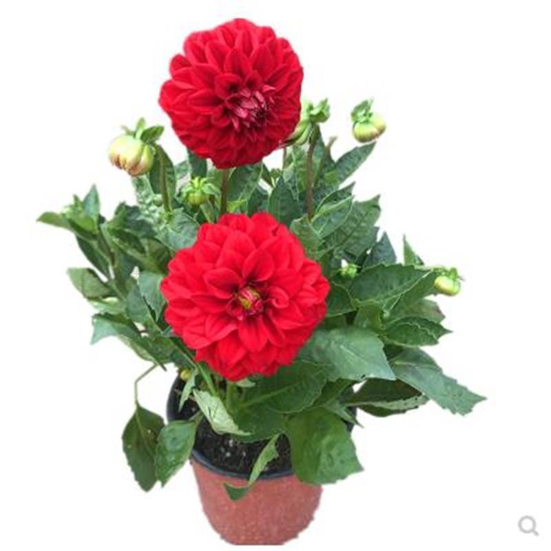 小丽花盆栽小丽菊花苗阳台庭院花卉植物大丽花多年生绿植带花