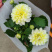 小丽花盆栽小丽菊花苗阳台庭院花卉植物大丽花多年生绿植带花