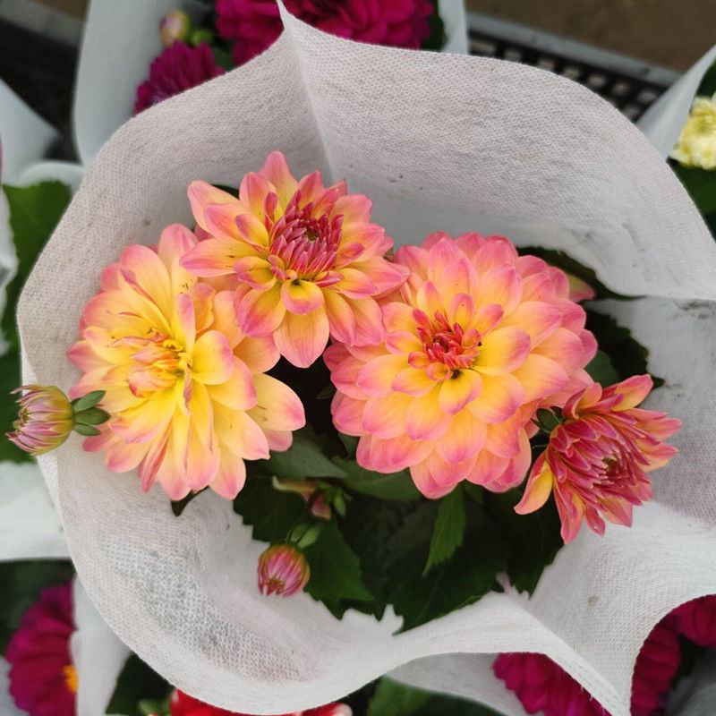 小丽花盆栽小丽菊花苗阳台庭院花卉植物大丽花多年生绿植带花