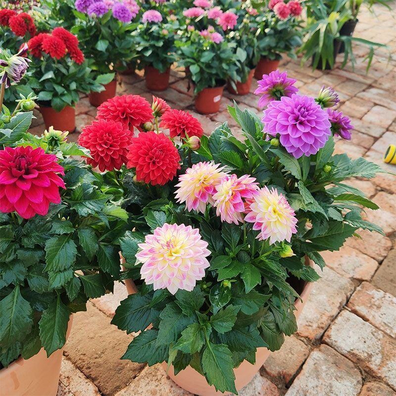 小丽花盆栽小丽菊花苗阳台庭院花卉植物大丽花多年生绿植带花