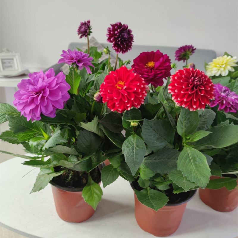 小丽花盆栽小丽菊花苗阳台庭院花卉植物大丽花多年生绿植带花