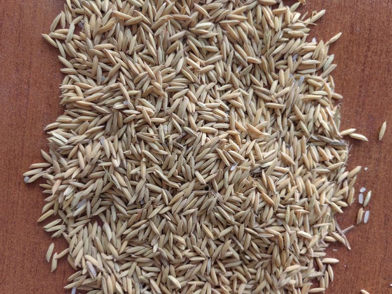 粮油作物稻谷油菜本地货水分杂质不超标、重金属不超标，