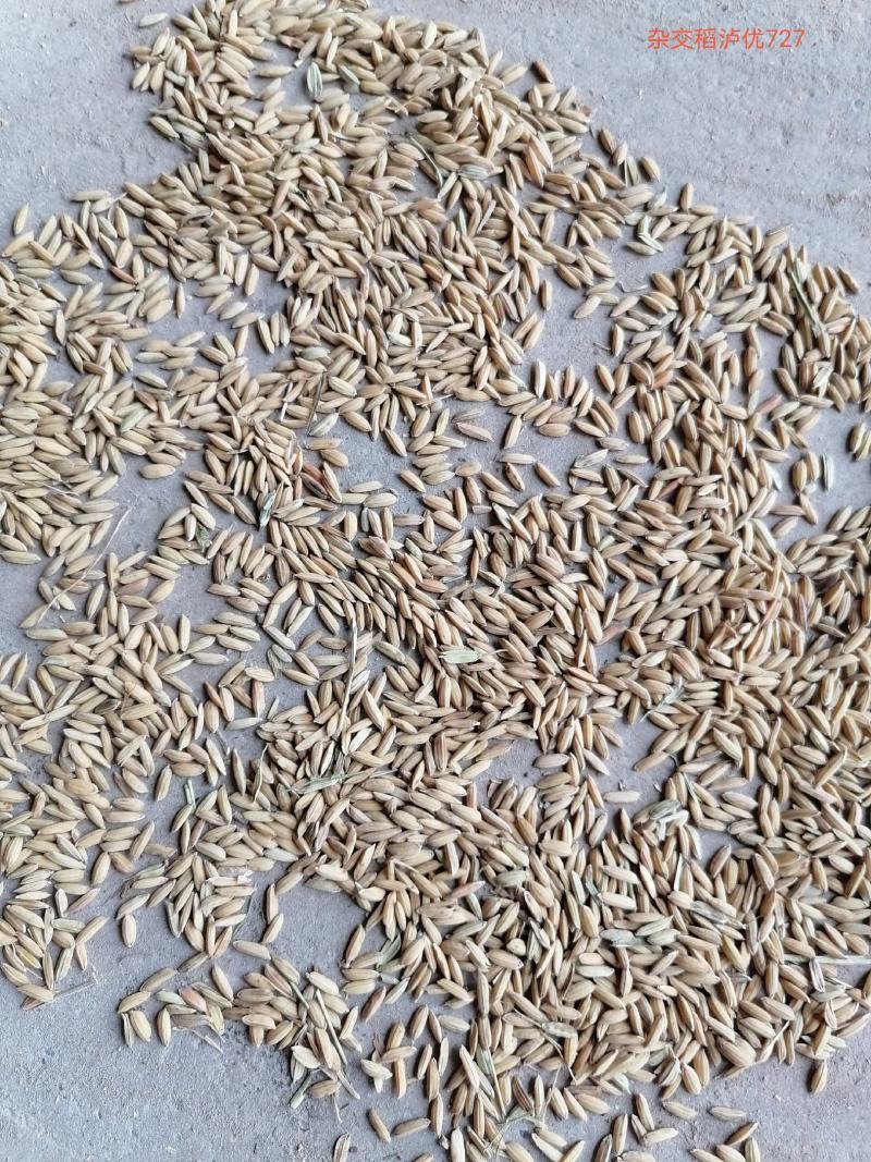 粮油作物稻谷油菜本地货水分杂质不超标、重金属不超标，