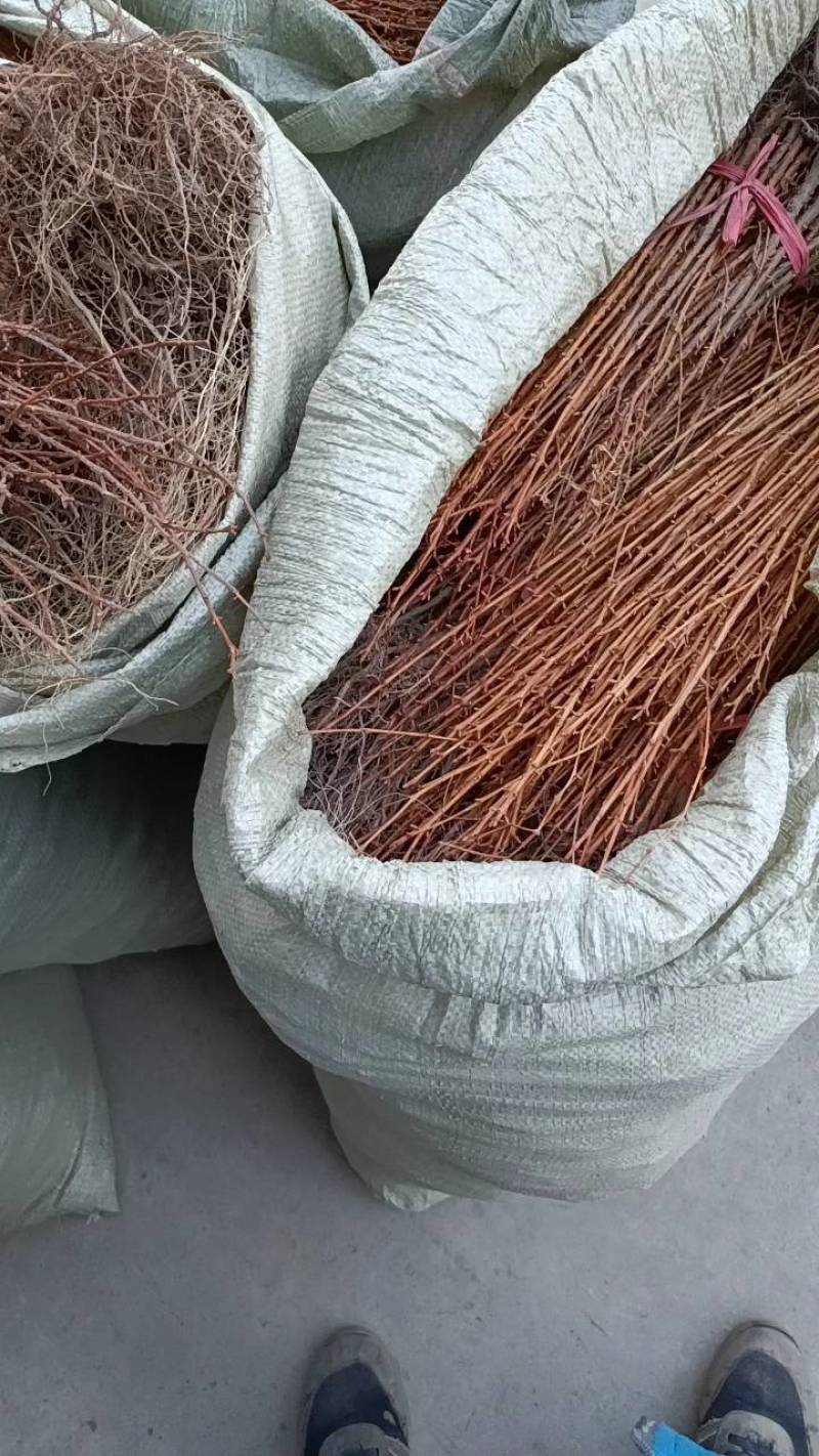 桂花术、苗耐寒成活率髙优美可观一手货大量出售，存活率高。