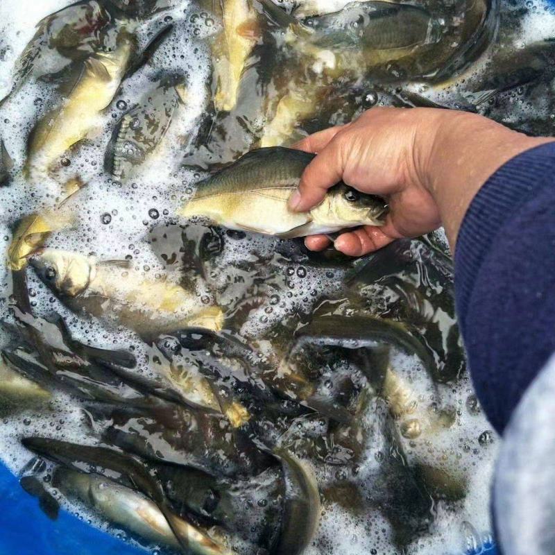 淡水养殖各种鱼苗:鲤鱼草鱼鲫鱼青鱼大头鱼规格齐全