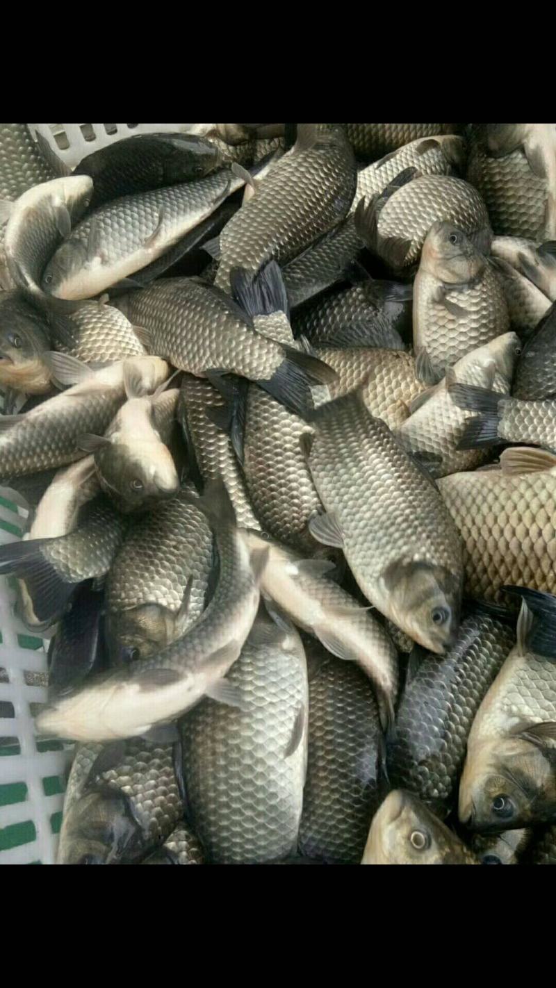 淡水养殖各种鱼苗:鲤鱼草鱼鲫鱼青鱼大头鱼规格齐全