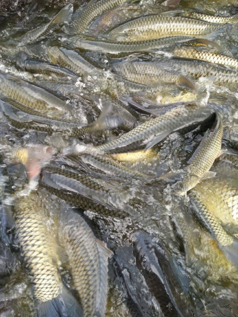 淡水养殖各种鱼苗:鲤鱼草鱼鲫鱼青鱼大头鱼规格齐全