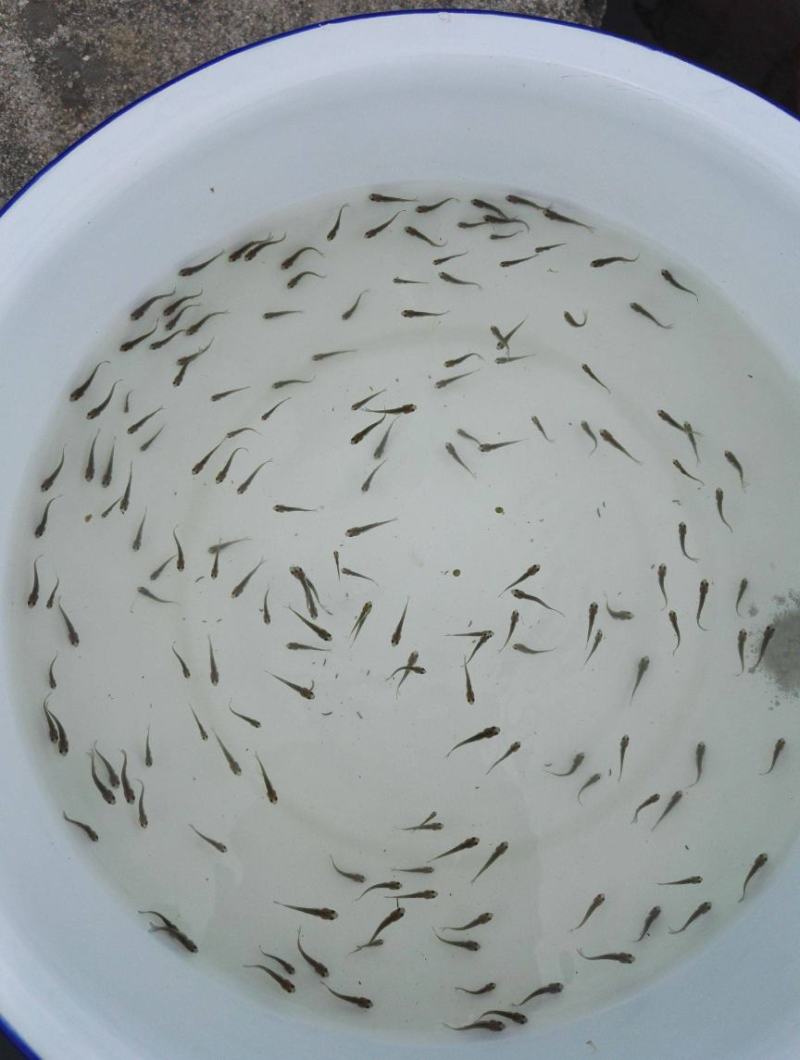 淡水养殖各种鱼苗:鲤鱼草鱼鲫鱼青鱼大头鱼规格齐全