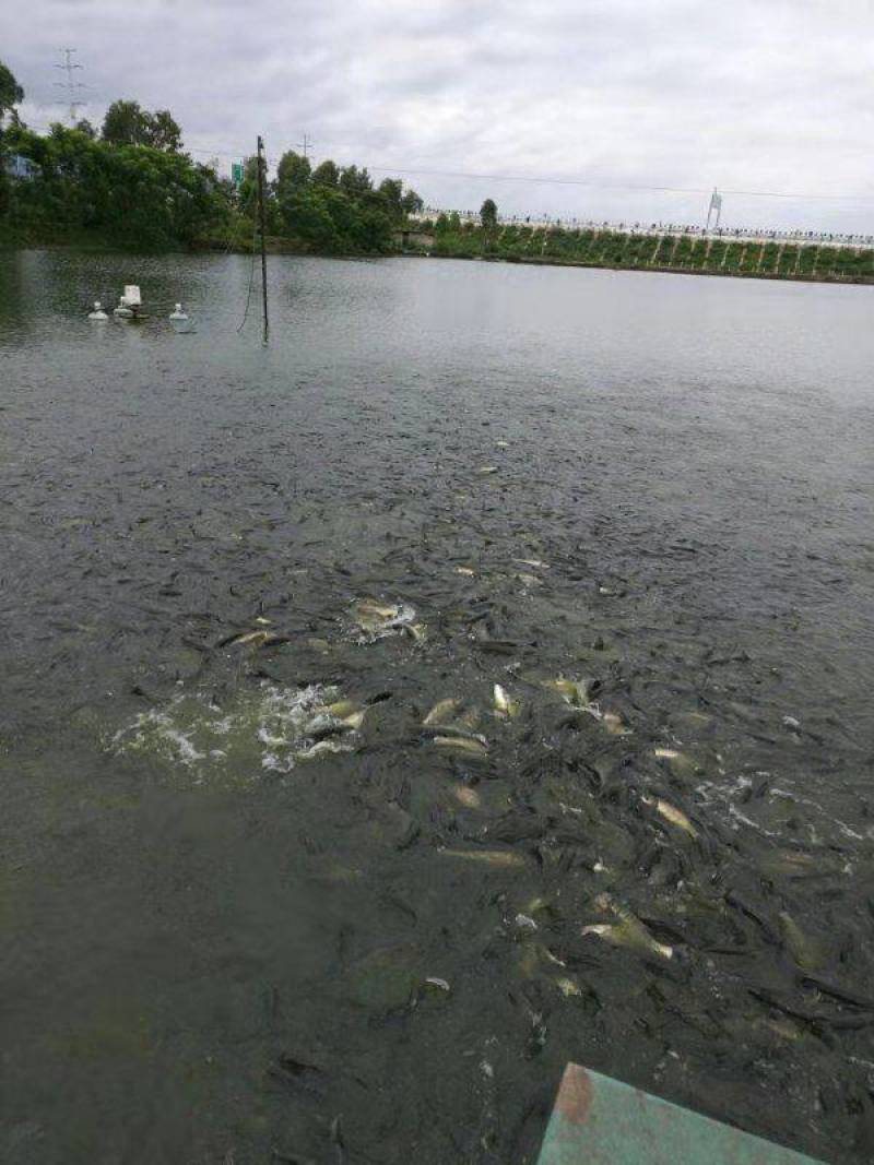 淡水养殖各种鱼苗:鲤鱼草鱼鲫鱼青鱼大头鱼规格齐全