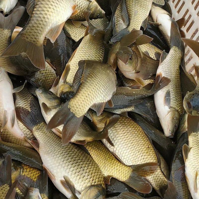淡水养殖各种鱼苗:鲤鱼草鱼鲫鱼青鱼大头鱼规格齐全