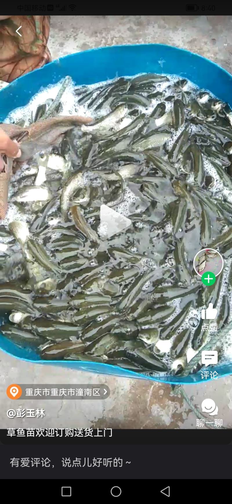 淡水养殖各种鱼苗:鲤鱼草鱼鲫鱼青鱼大头鱼规格齐全